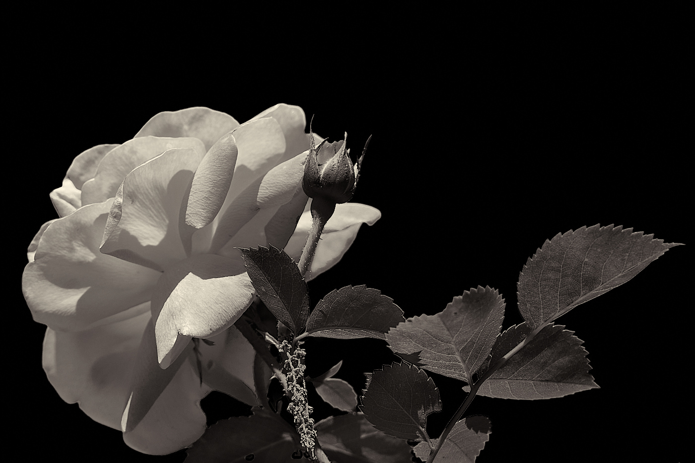 Traditional In Class A By Rick Taft For A Rose By Any Other Name SEP-2022.jpg